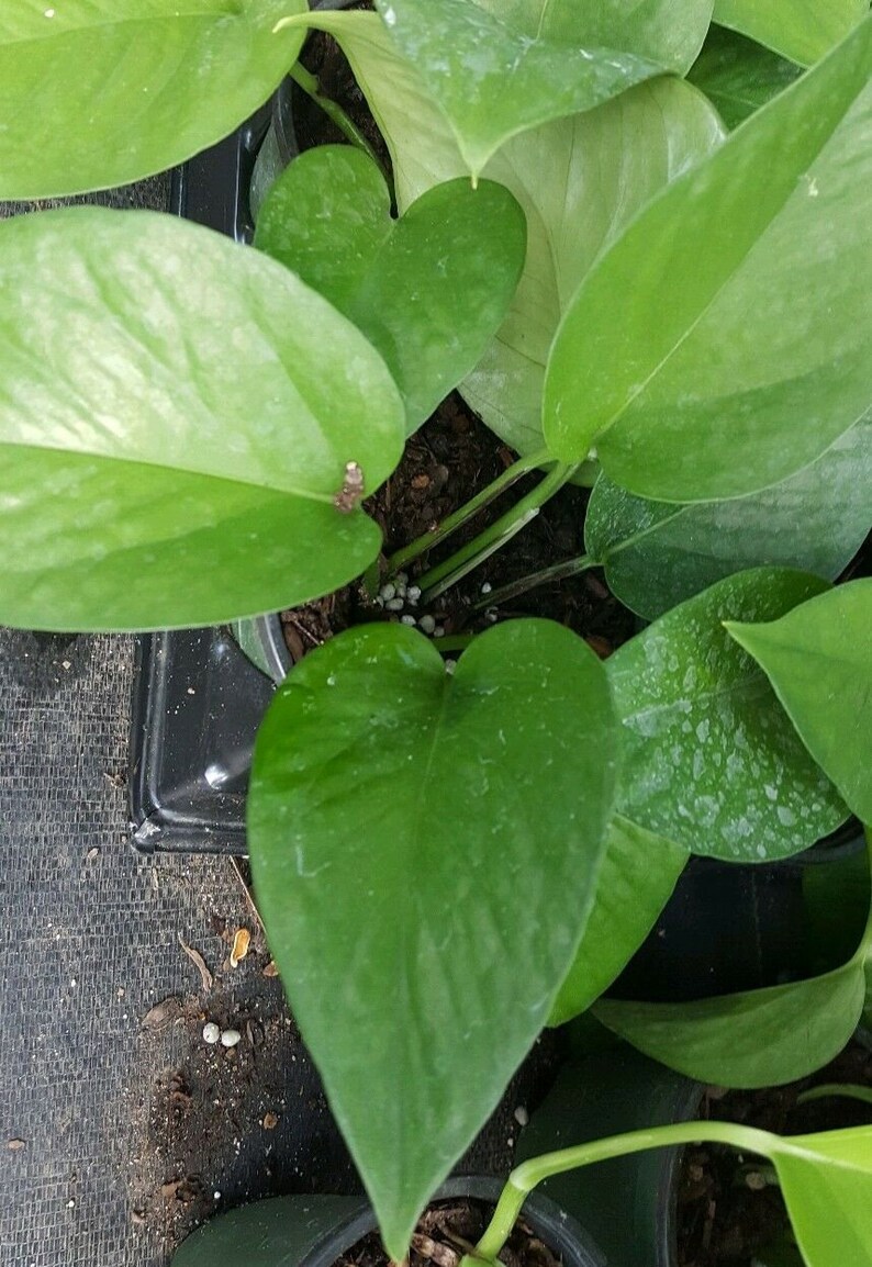 Pothos Green Jade Live Plant 4 Pots Etsy