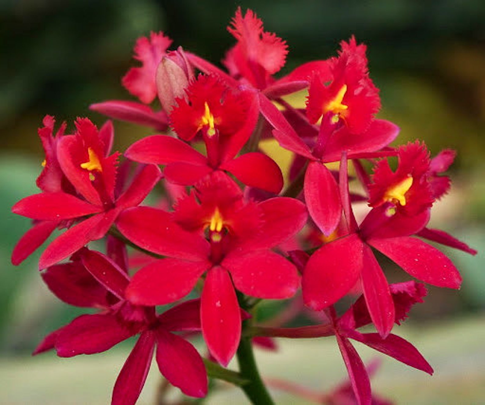 Epidendrum Orchids Red Flower Color Live Plant 5 to Etsy