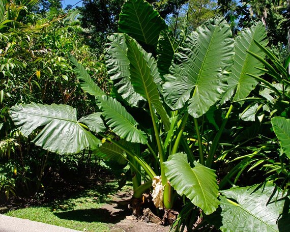 Macrorrhiza alocasia Alocasia macrorrhiza