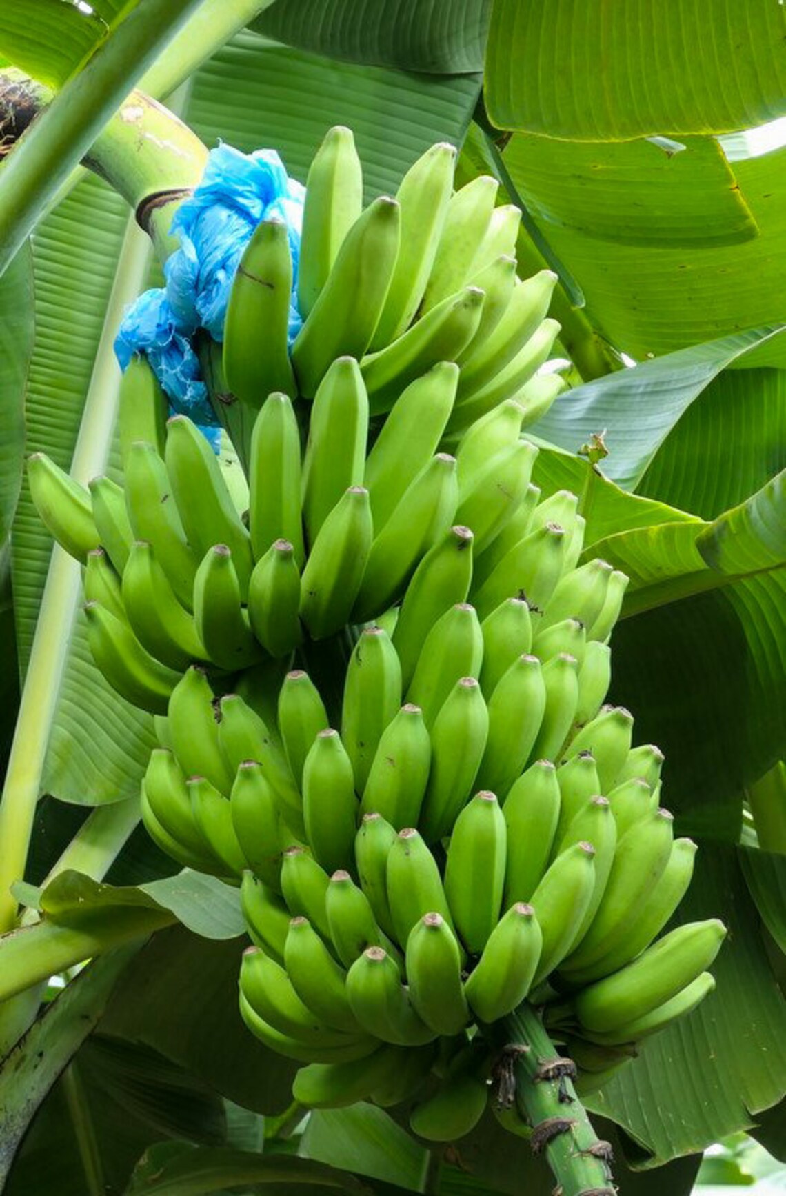 Goldfinger Banana Live Banana Plant Etsy