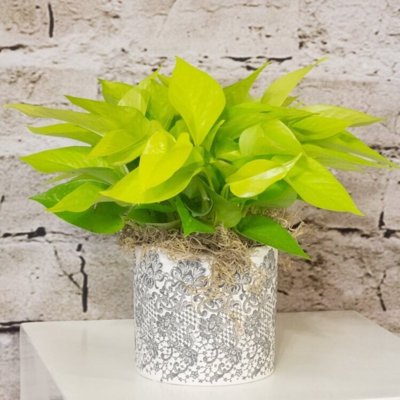 Neon Green Pothos Live Plant 4 Pot Tropical Indoors & Etsy