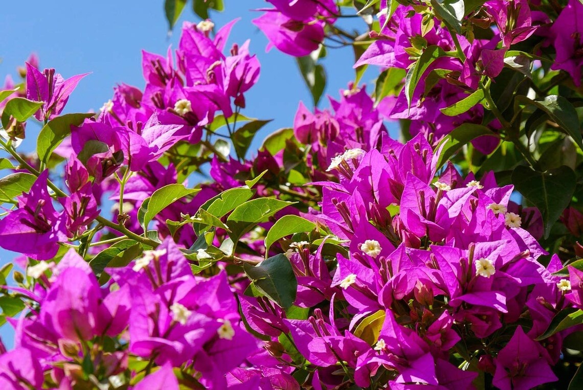 Bougainvillea Royal Purple Live Plant 5 Tall Etsy
