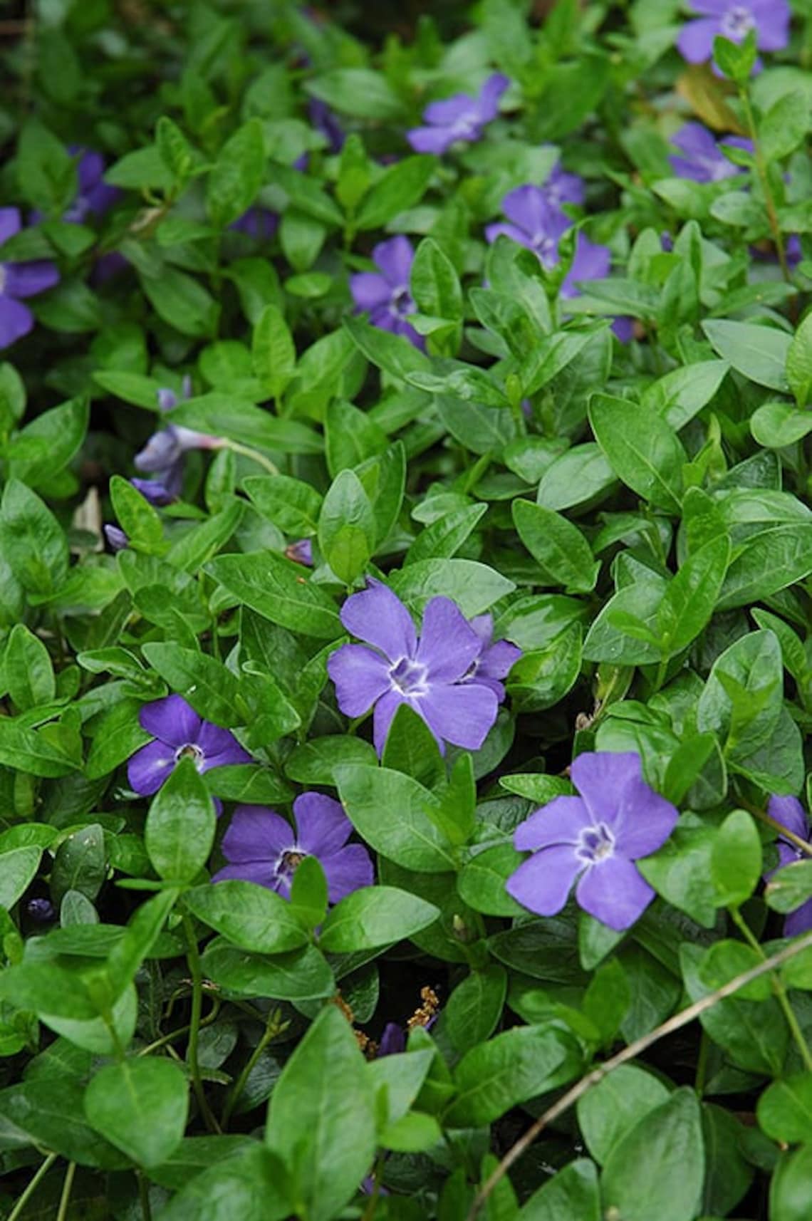 Creeping Myrtle Vinca minor Common Periwinkle Plants Etsy