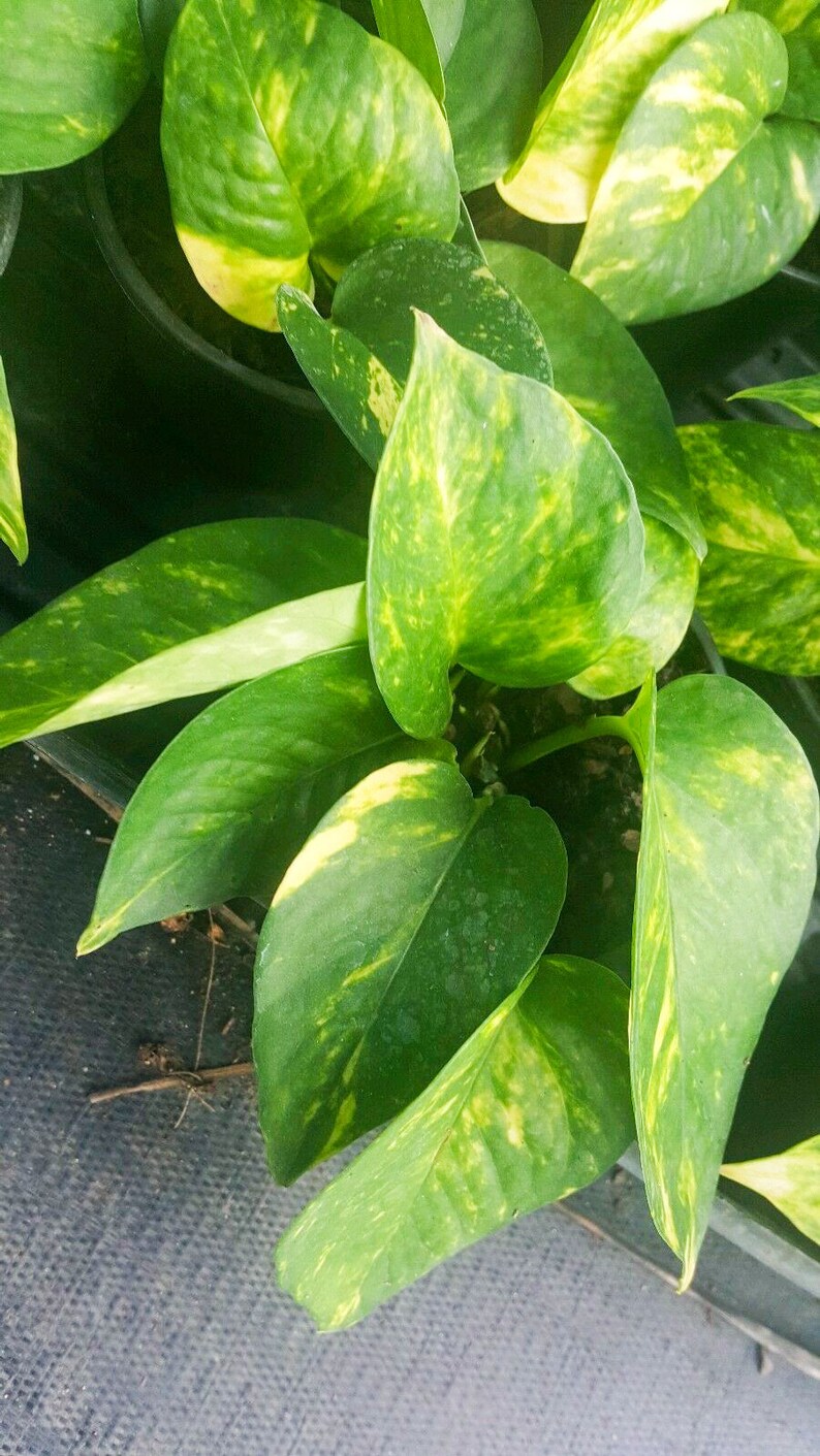 Golden Pothos Devil�s Ivy Live Plant 6 Leaves Per Etsy
