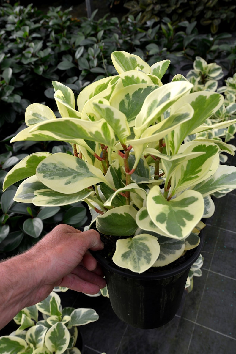 Golden Peperomia Obtusifolia Variegata Marble Live Plant 4 Etsy