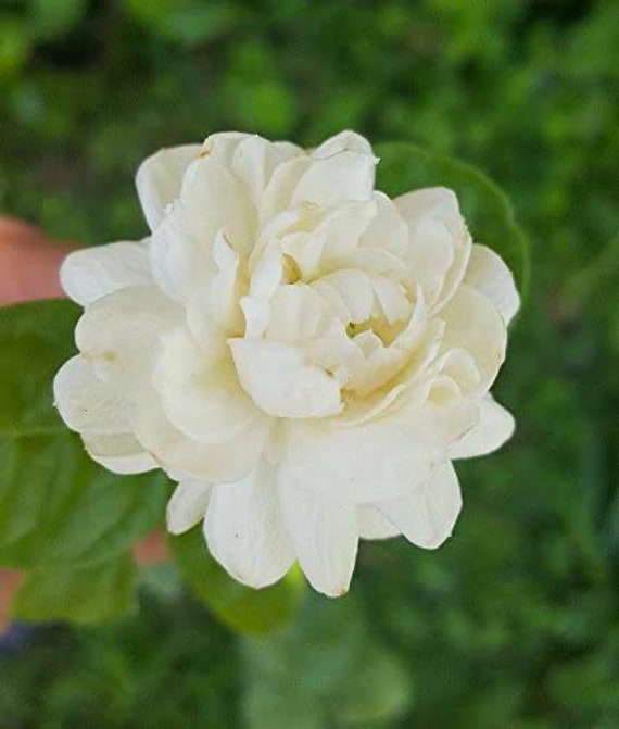 Pin On Floral, 45% OFF | www173.rtaf.mi.th