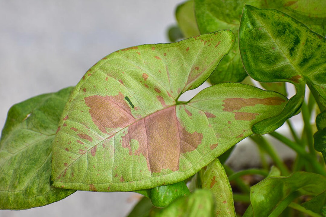Confetti Syngonium Plant Care: Water, Light, Nutrients | App