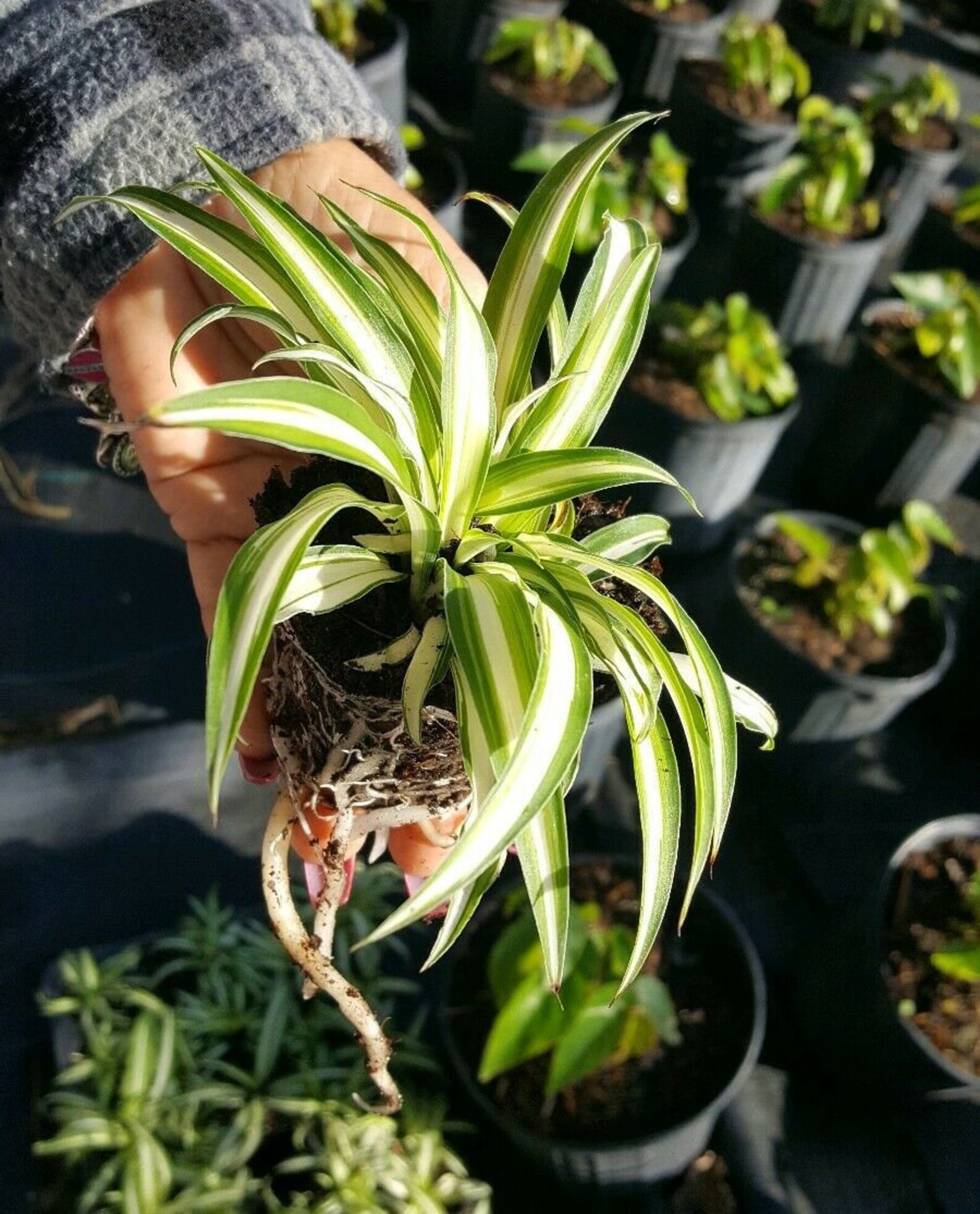 Green & White Stripe Spider Plants Live Starter Easy Care Etsy