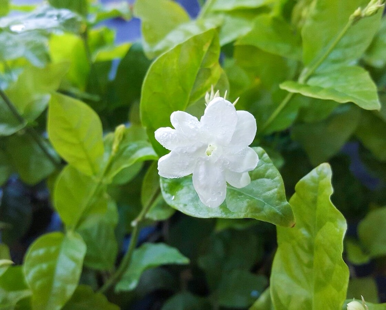 Jasmine Sambac The Flowers Bloom At Night Very Fragrant Live Etsy