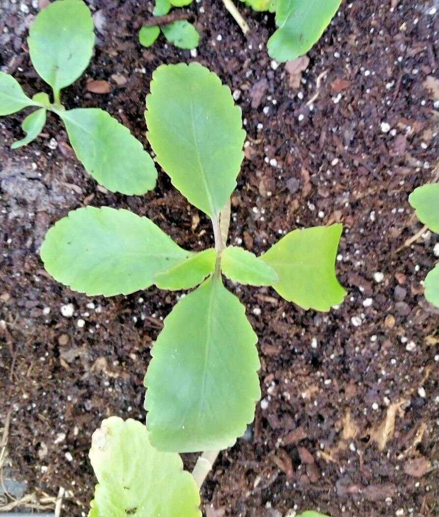 Kalanchoe Pinnata Miracle Leaf Rooted Plant Live Plant Etsy