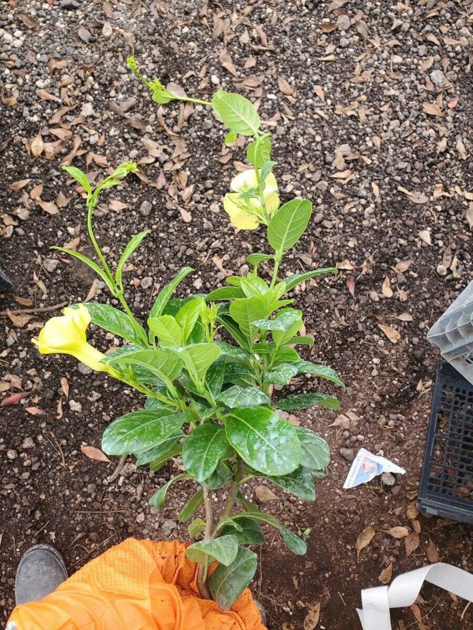 Yellow Mandevilla Vine Live Well Rooted Starter Size Plant 8 Etsy