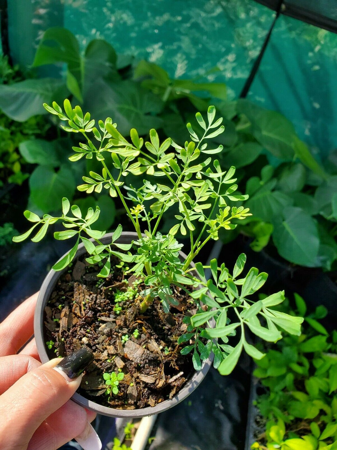 Ruda Plant Common Rue Herb of Grace Live Plant 5 To 7 Inches Etsy