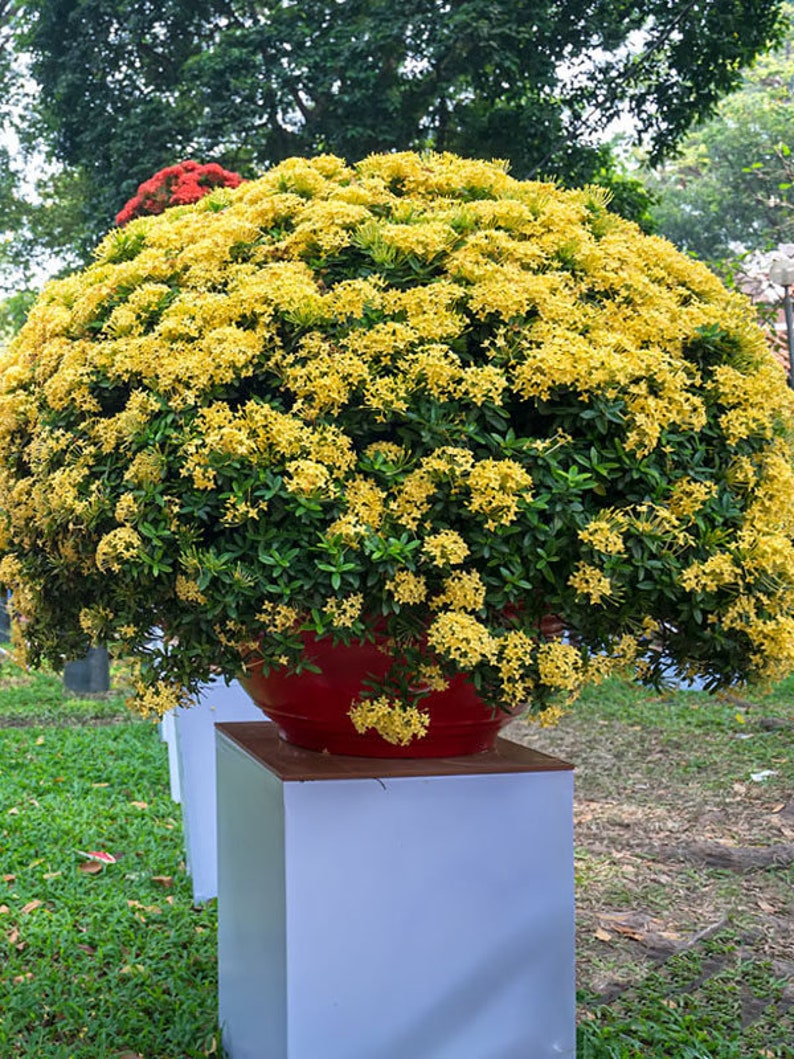 Maui Yellow Ixora Sunset Live Plant 3 To 5 Inches Tall | Etsy