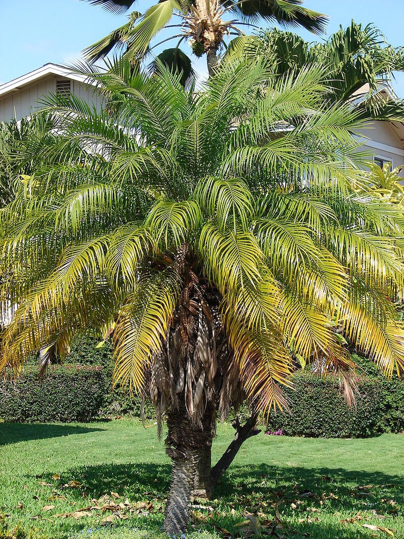 Phoenix Roebelenii Robellini Live Palms Pygmy Date Palm Etsy