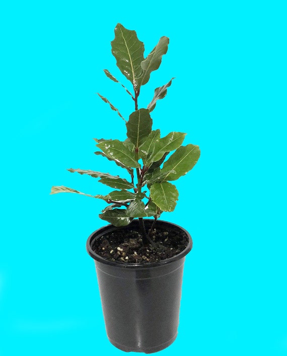 Are Bay Leaves Good For Dogs