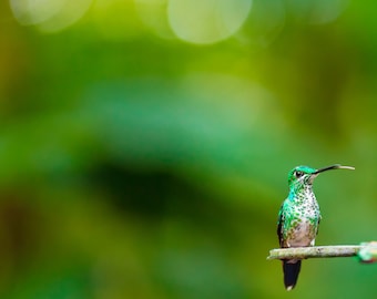 Humming Vogelfotografie