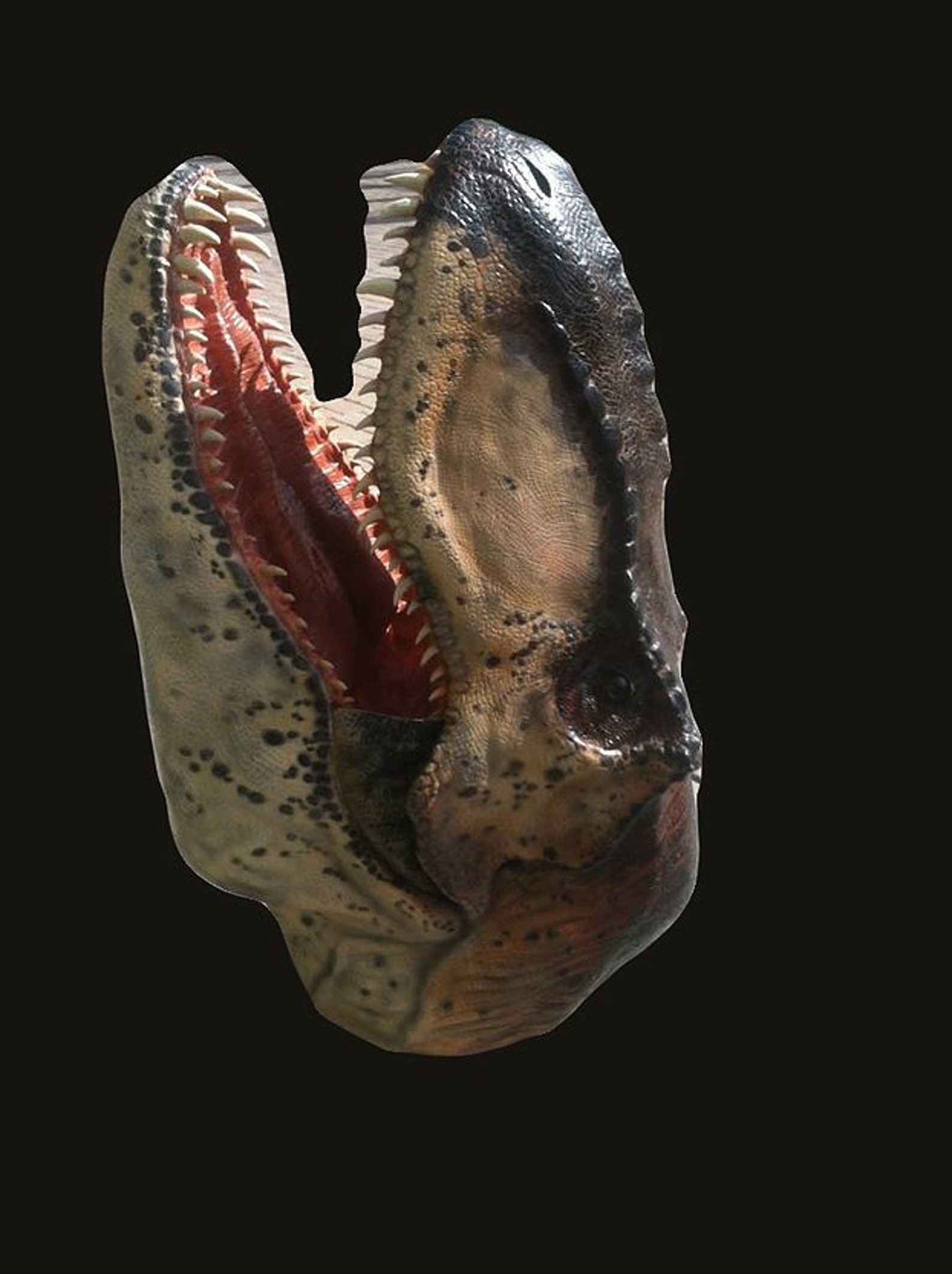 t rex head size