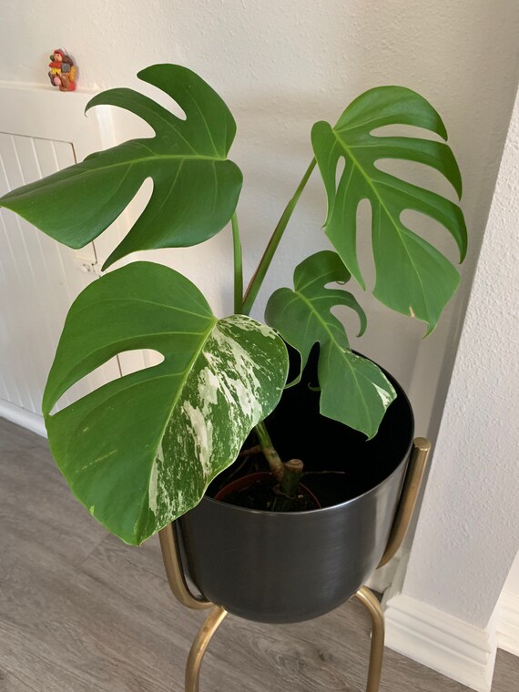 Monstera Borsigiana Albo Etsy