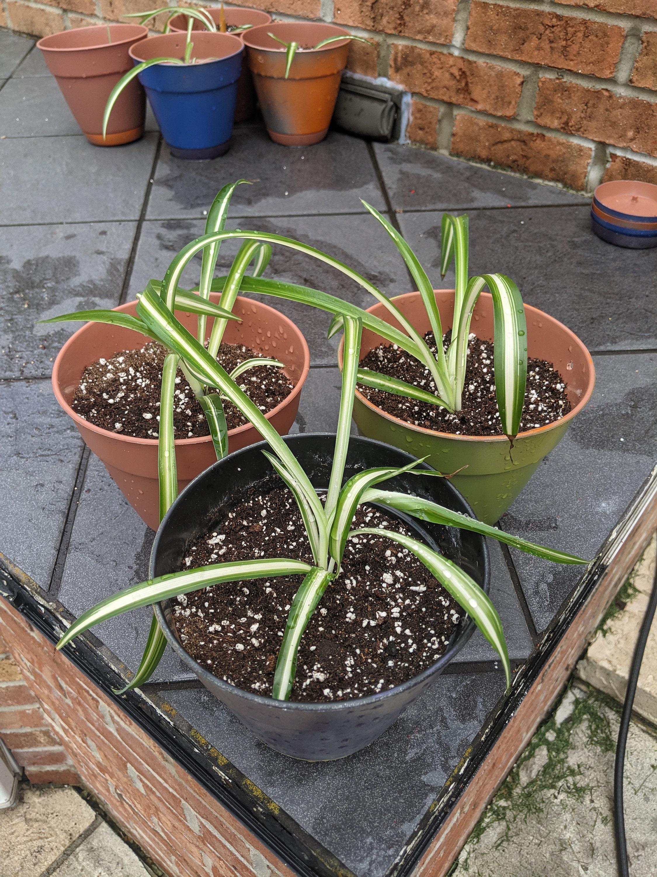 Spider Plant 6 Inch Pot w/Drain Tray Fully Grown Spider Etsy