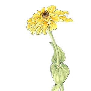 Può includere: Un singolo fiore di zinnia giallo con foglie verdi, dipinto ad acquerello su uno sfondo bianco.