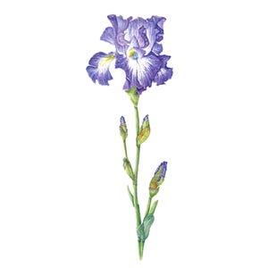 Puede incluir: Una sola flor de iris púrpura con tallo y capullos verdes. La flor tiene un centro blanco con acentos amarillos.