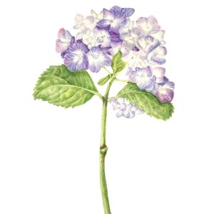 May include: A watercolour painting of a single hydrangea flower with purple and white petals and green leaves.