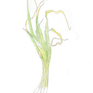 以下が含まれることがあります： 水彩画のネギのイラスト。ネギは、黄色くなった先端と白い茎を持つ、細長い緑色の葉をしています。根は薄茶色です。このアートワークは、白い背景に設定されています。
