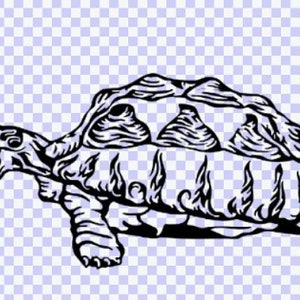 May include: Black and white line art illustration of a turtle with a detailed shell design.