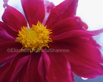 Rainy Day Flower Photo - fine art photo - original botanical - various sizes - macro photography - red flower - wall art - floral home decor