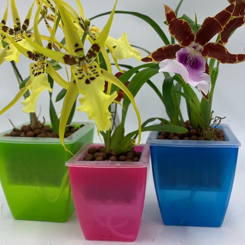 3 Perfect Orchid Planters Self Watering Plant Pots Etsy