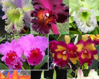 Choose 4 Orchids of the type you like (Tolumnia, Cymbidium, Cattleya, Oncidium, Dendrobium, Vanda, or Phalaenopsis) Premium o Free Shipping