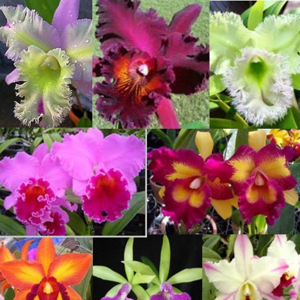 5+ Live Orchid Plants (Cattleya, Oncidium, Dendrobium, Vanda, Phalaenopsis, Tolumnia or Cymbidium )  - Premium Orchids - Free Shipping