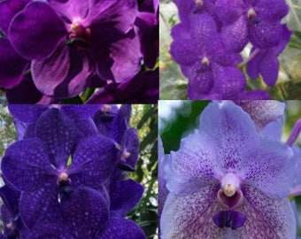 Blue Vanda Orchids - Choose - Free Shipping