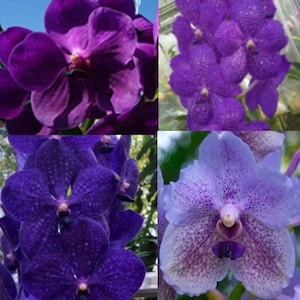 Blue Vanda Orchids - Choose - Free Shipping
