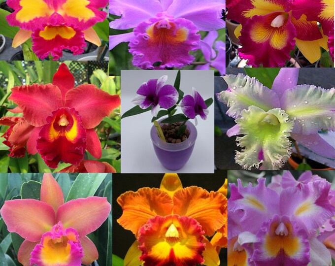 PremiumRareOrchids - Etsy Canada