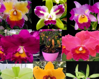 Choose your Cattleya - free shipping - + Premium Small Self Water Pot and medium