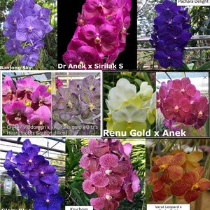 Premium Vanda Orchids Choose Free Shipping image 3