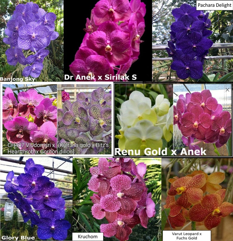 Premium Vanda Orchids Choose Free Shipping image 3