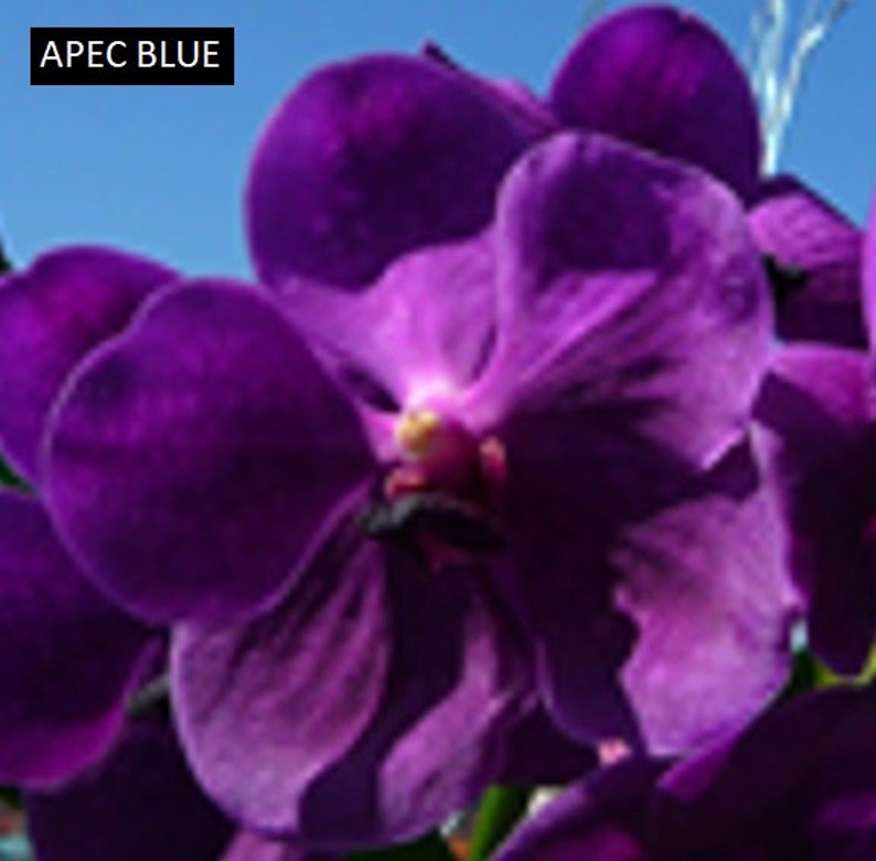 Blue Vanda Orchids Choose Free Shipping Apec Blue