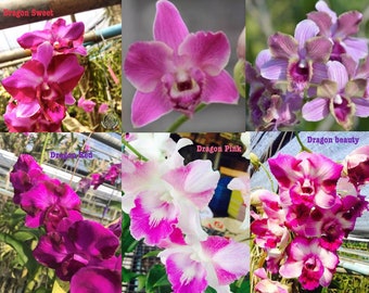 Rare Dragon Dendrobium Orchids - Choose your Dendrobium + Free Shipping
