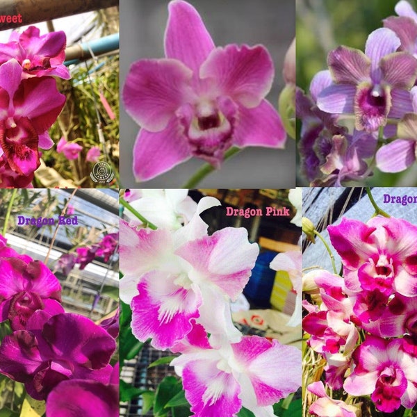 Rare Dragon Dendrobium Orchids - Choose your Dendrobium + Free Shipping