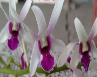 Rare Very Fragrant Dendrobium  -  Fragrant Emotion -  Free Shipping