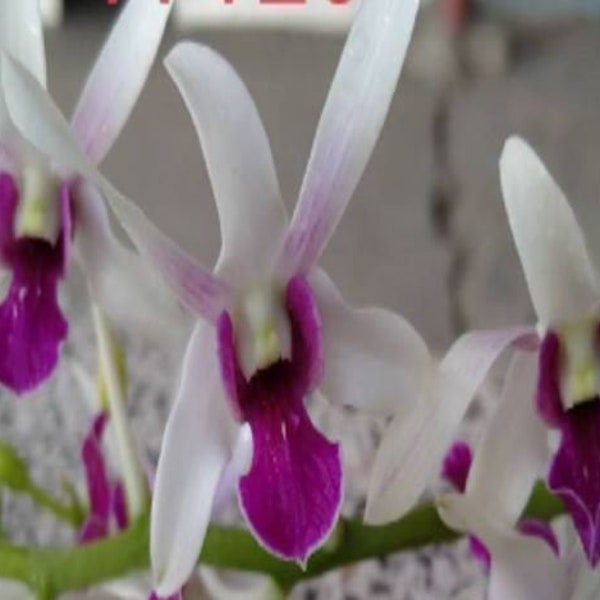 Rare Very Fragrant Dendrobium  -  Fragrant Emotion -  Free Shipping