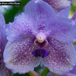 Blue Vanda Orchids Choose Free Shipping Hilo Blue x HiloRose