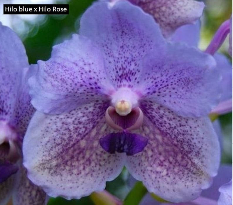 Blue Vanda Orchids Choose Free Shipping Hilo Blue x HiloRose