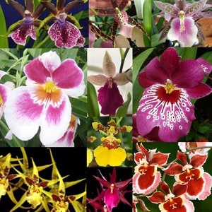 Oncidium  Choose - free shipping - Premium