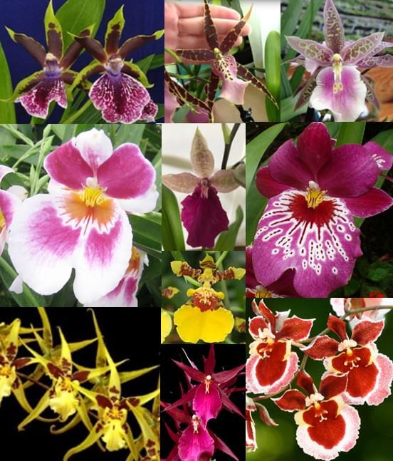 Oncidium  Choose - free shipping - Premium