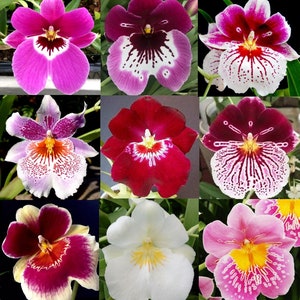 5 Live Orchid Plants Cattleya, Oncidium, Dendrobium, Vanda, Phalaenopsis, Tolumnia or Cymbidium Premium Orchids Free Shipping 4 Dif. Miltonias