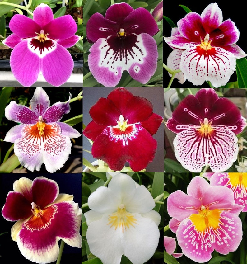 Choose 4 Orchids of the type you like Tolumnia, Cymbidium, Cattleya, Oncidium, Dendrobium, Vanda, or Phalaenopsis Premium o Free Shipping 4 Dif. Miltonias