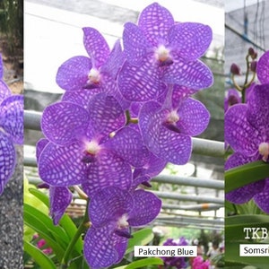 Blue Vanda Orchids Choose Free Shipping image 2